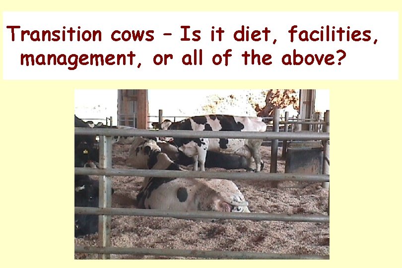 Transition cows – Is it diet, facilities, management, or all of the above? 