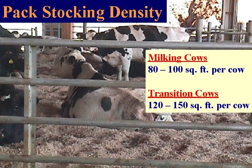 Pack Stocking Density Milking Cows 80 – 100 sq. ft. per cow Transition Cows