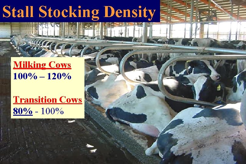 Stall Stocking Density Milking Cows 100% – 120% Transition Cows 80% - 100% 