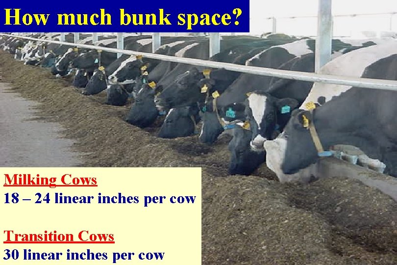 How much bunk space? Milking Cows 18 – 24 linear inches per cow Transition How much bunk space? Milking Cows 18 – 24 linear inches per cow Transition