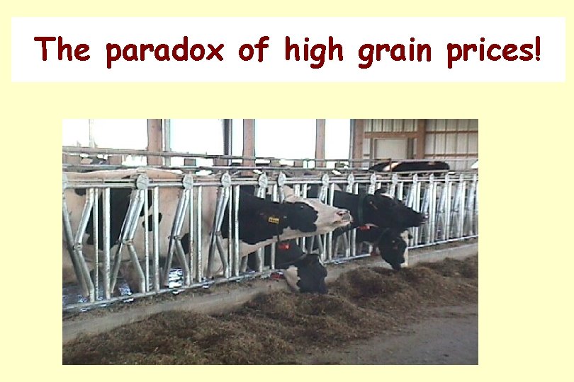 The paradox of high grain prices! The paradox of high grain prices!