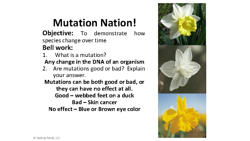 Mutation Nation! Objective: To demonstrate species change over time Bell work: how 1. What