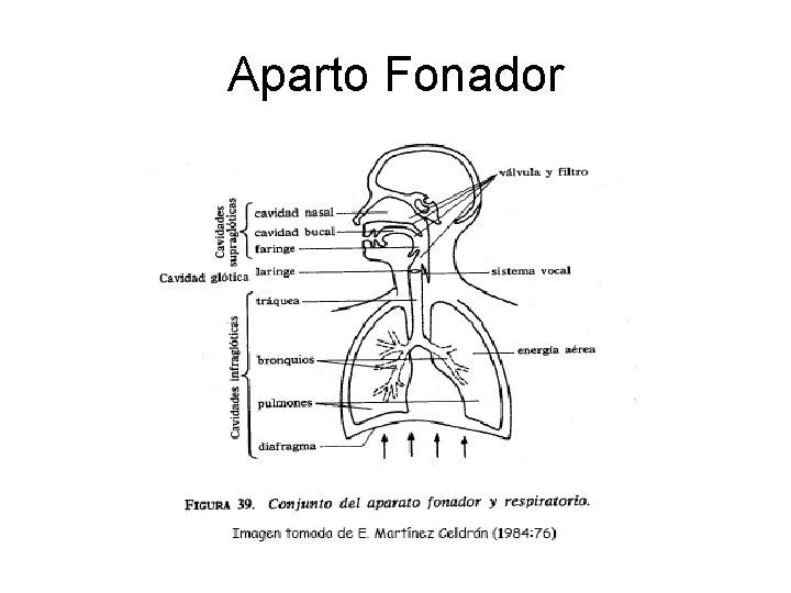 Aparto Fonador 