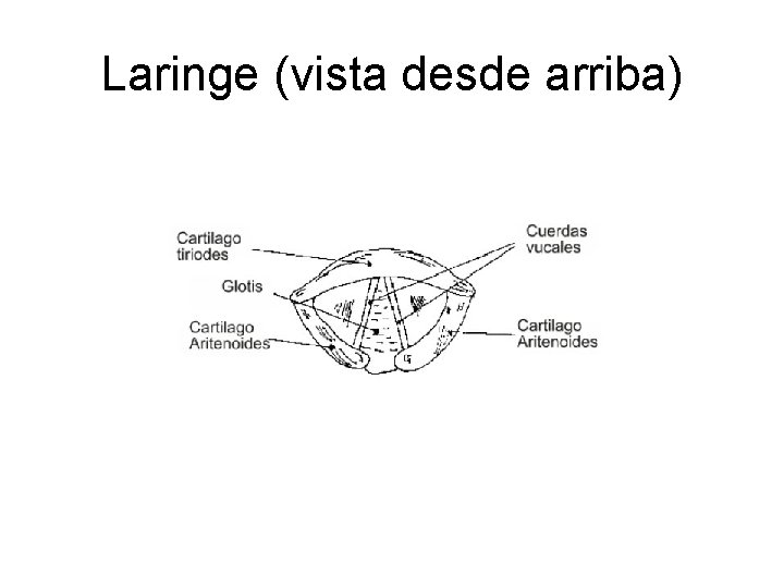 Laringe (vista desde arriba) 