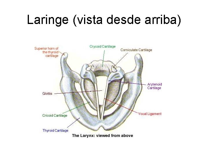 Laringe (vista desde arriba) 