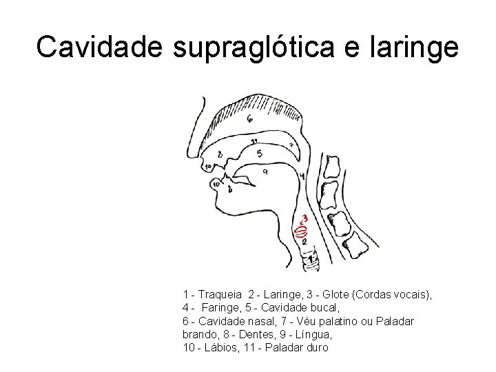 Cavidade supraglótica e laringe 1 - Traqueia 2 - Laringe, 3 - Glote (Cordas