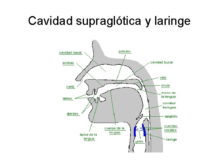 Cavidad supraglótica y laringe 