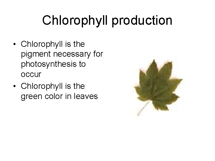 Chlorophyll production • Chlorophyll is the pigment necessary for photosynthesis to occur • Chlorophyll