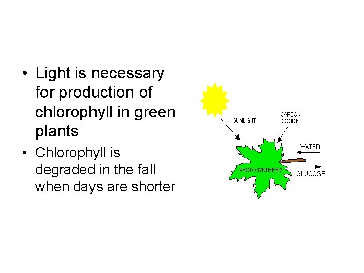  • Light is necessary for production of chlorophyll in green plants • Chlorophyll