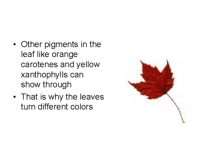  • Other pigments in the leaf like orange carotenes and yellow xanthophylls can