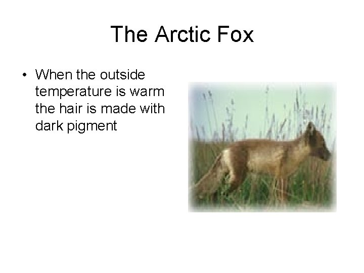The Arctic Fox • When the outside temperature is warm the hair is made
