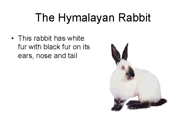 The Hymalayan Rabbit • This rabbit has white fur with black fur on its