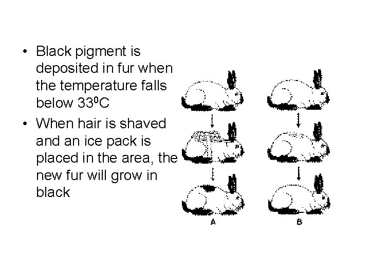  • Black pigment is deposited in fur when the temperature falls below 330