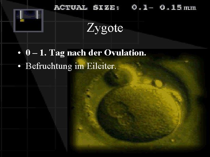 Zygote • 0 – 1. Tag nach der Ovulation. • Befruchtung im Eileiter. 