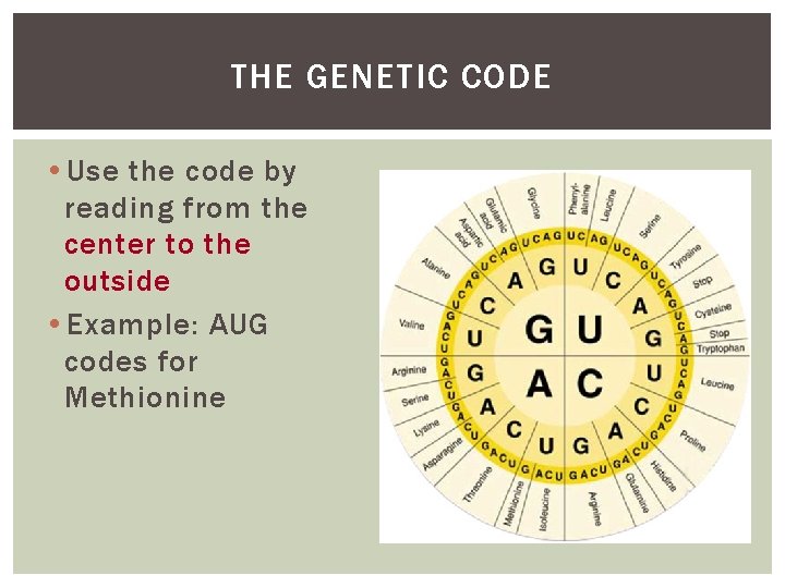 THE GENETIC CODE • Use the code by reading from the center to the