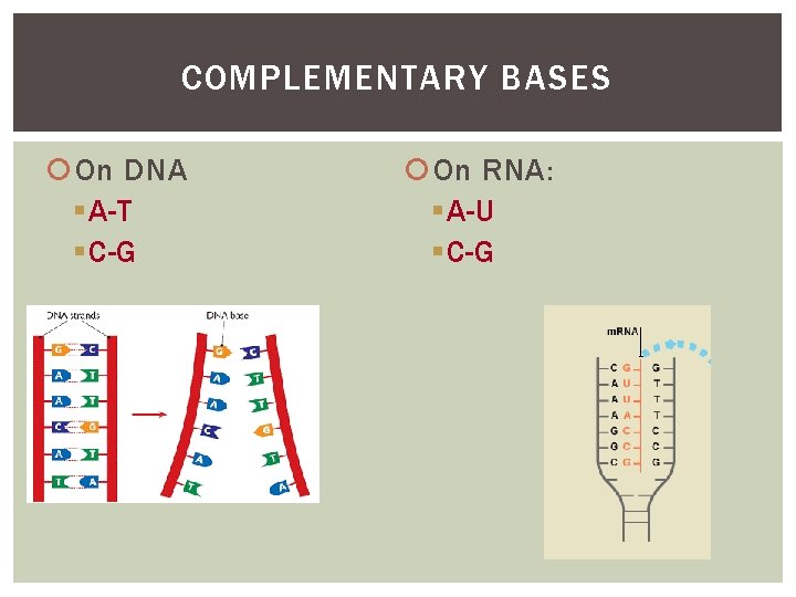 COMPLEMENTARY BASES On DNA § A-T § C-G On RNA: § A-U § C-G
