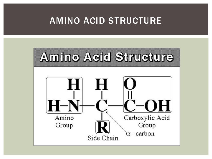 AMINO ACID STRUCTURE 