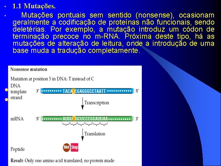  • • l l 1. 1 Mutações pontuais sem sentido (nonsense), ocasionam geralmente