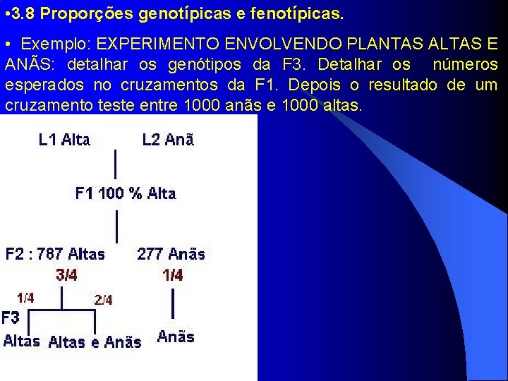  • 3. 8 Proporções genotípicas e fenotípicas. • Exemplo: EXPERIMENTO ENVOLVENDO PLANTAS ALTAS