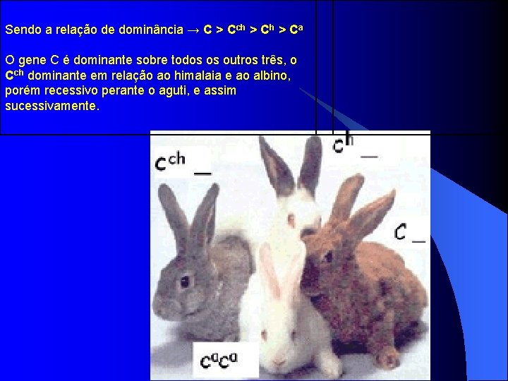 Sendo a relação de dominância → C > Cch > Ca O gene C