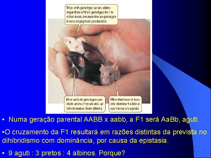  • Numa geração parental AABB x aabb, a F 1 será Aa. Bb,