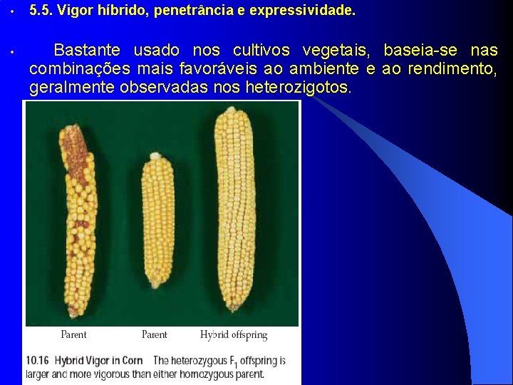  • 5. 5. Vigor híbrido, penetrância e expressividade. • Bastante usado nos cultivos