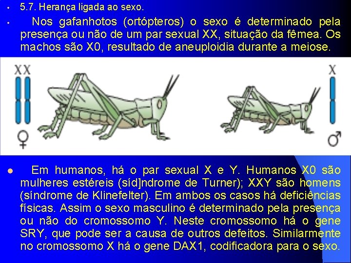  • 5. 7. Herança ligada ao sexo. • l Em humanos, há o