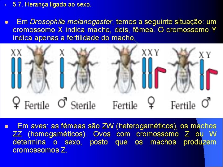  • 5. 7. Herança ligada ao sexo. l Em Drosophila melanogaster, temos a