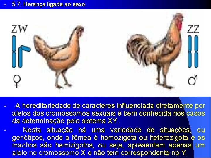  • 5. 7. Herança ligada ao sexo • A hereditariedade de caracteres influenciada