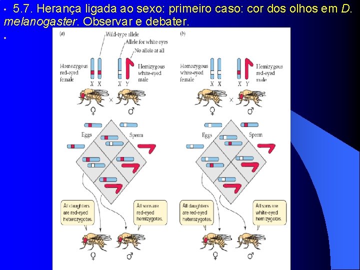  • 5. 7. Herança ligada ao sexo: primeiro caso: cor dos olhos em