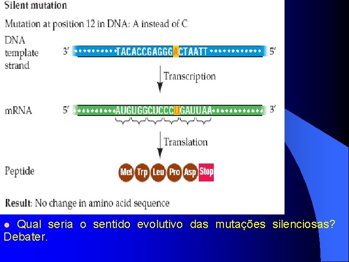 l Qual seria o sentido evolutivo das mutações silenciosas? Debater. 