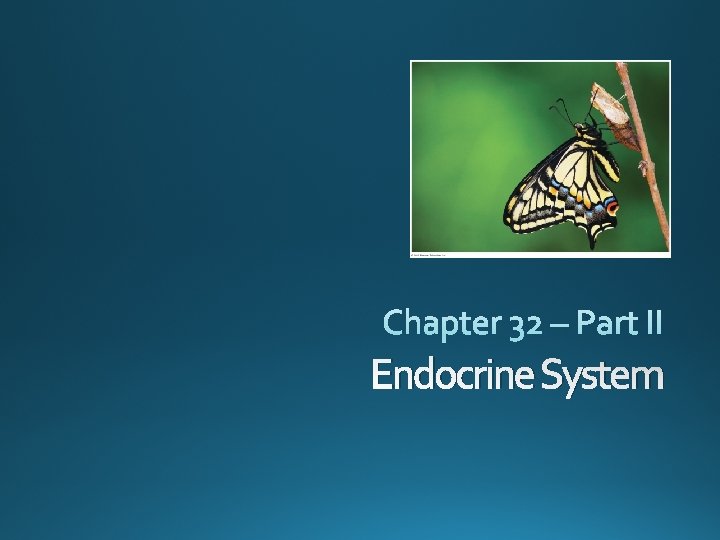 Endocrine System 