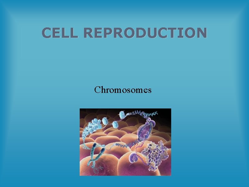 CELL REPRODUCTION Chromosomes 