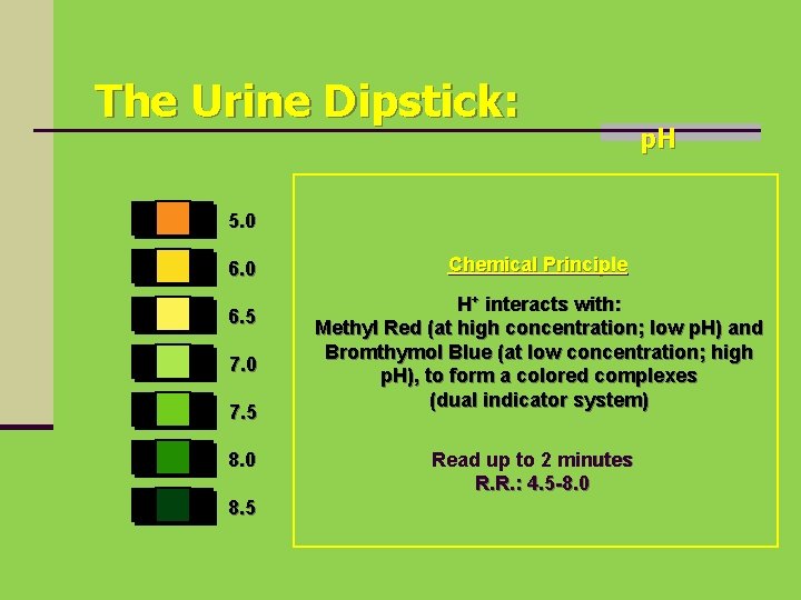 The Urine Dipstick: p. H 5. 0 6. 5 7. 0 7. 5 8.