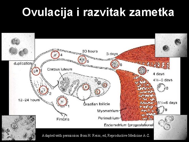 Ovulacija i razvitak zametka Adapted with permission from H. Reiss, ed, Reproductive Medicine A-Z