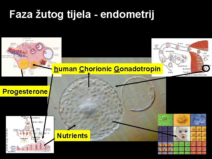 Faza žutog tijela - endometrij human Chorionic Gonadotropin Progesterone Nutrients EMD Serono, INC –