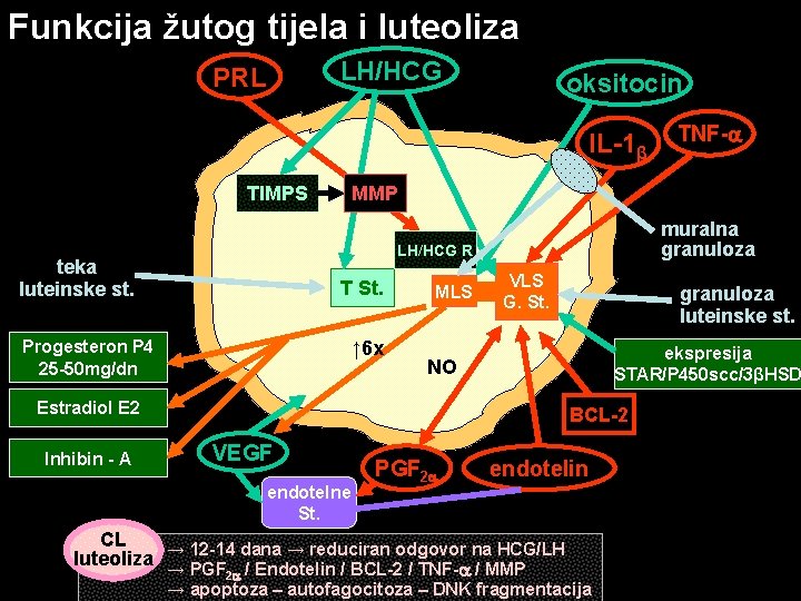 Funkcija žutog tijela i luteoliza LH/HCG PRL oksitocin IL-1β TIMPS MMP muralna granuloza LH/HCG