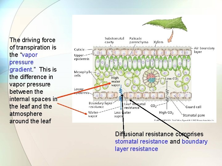 The driving force of transpiration is the “vapor pressure gradient. ” This is the