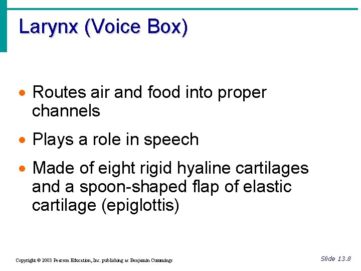 Larynx (Voice Box) · Routes air and food into proper channels · Plays a