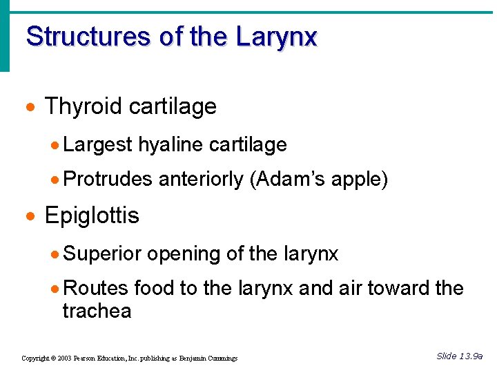 Structures of the Larynx · Thyroid cartilage · Largest hyaline cartilage · Protrudes anteriorly