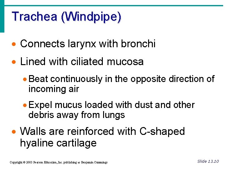 Trachea (Windpipe) · Connects larynx with bronchi · Lined with ciliated mucosa · Beat