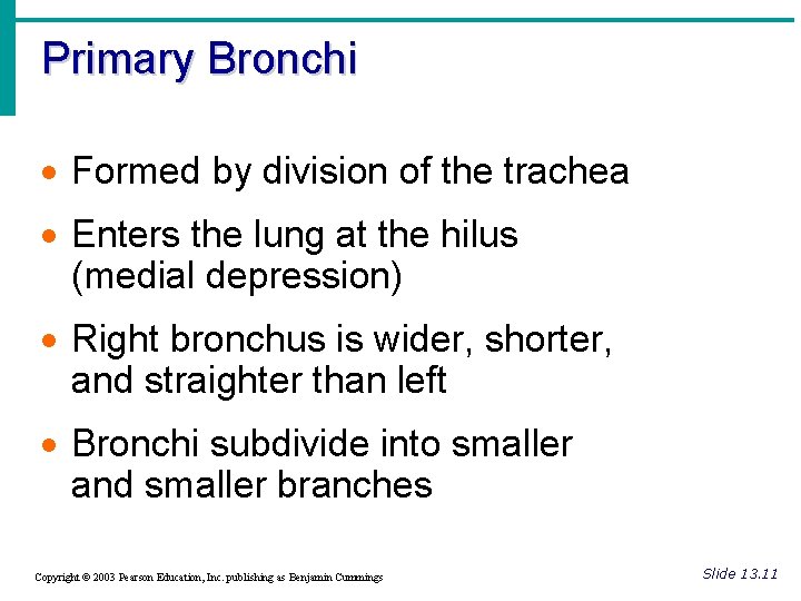 Primary Bronchi · Formed by division of the trachea · Enters the lung at