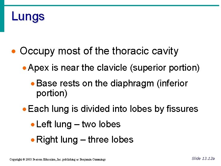 Lungs · Occupy most of the thoracic cavity · Apex is near the clavicle