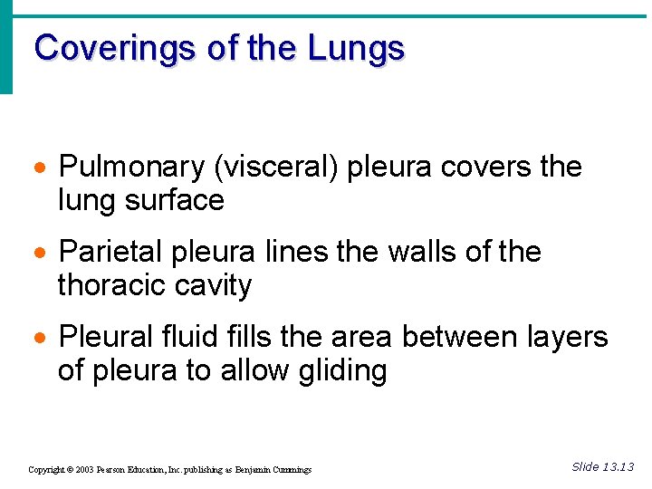 Coverings of the Lungs · Pulmonary (visceral) pleura covers the lung surface · Parietal