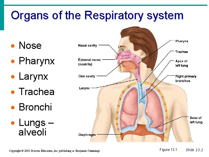 Organs of the Respiratory system · Nose · Pharynx · Larynx · Trachea ·