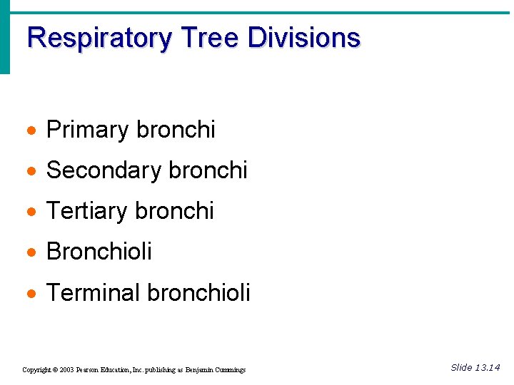 Respiratory Tree Divisions · Primary bronchi · Secondary bronchi · Tertiary bronchi · Bronchioli