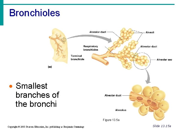 Bronchioles · Smallest branches of the bronchi Figure 13. 5 a Copyright © 2003