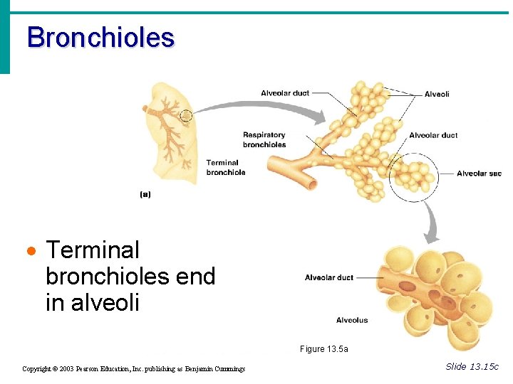 Bronchioles · Terminal bronchioles end in alveoli Figure 13. 5 a Copyright © 2003