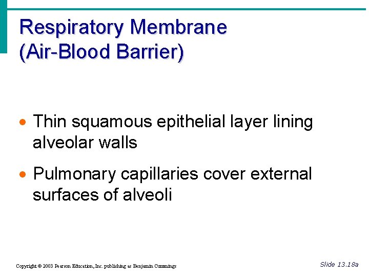 Respiratory Membrane (Air-Blood Barrier) · Thin squamous epithelial layer lining alveolar walls · Pulmonary
