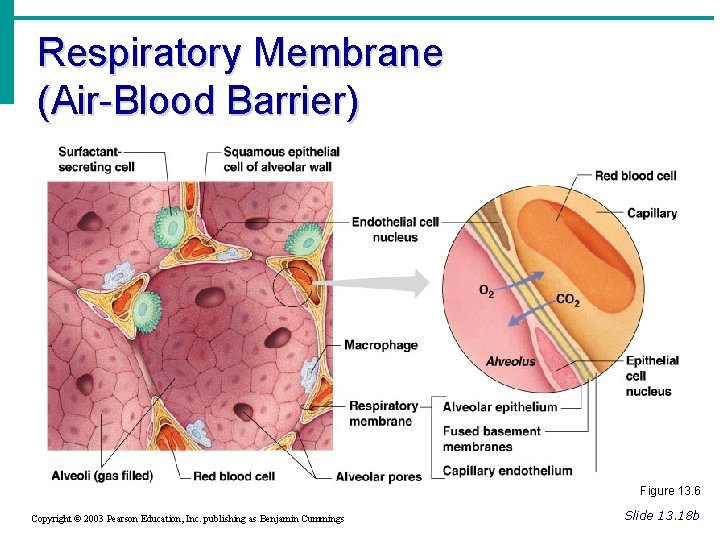 Respiratory Membrane (Air-Blood Barrier) Figure 13. 6 Copyright © 2003 Pearson Education, Inc. publishing